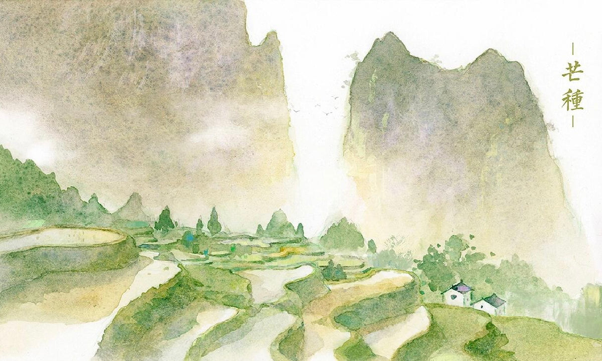 Mangzhong (Grain in Ear)