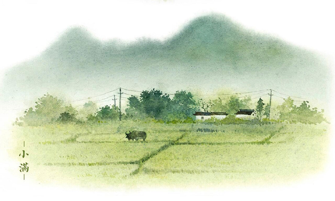 Xiaoman (Grain Full)