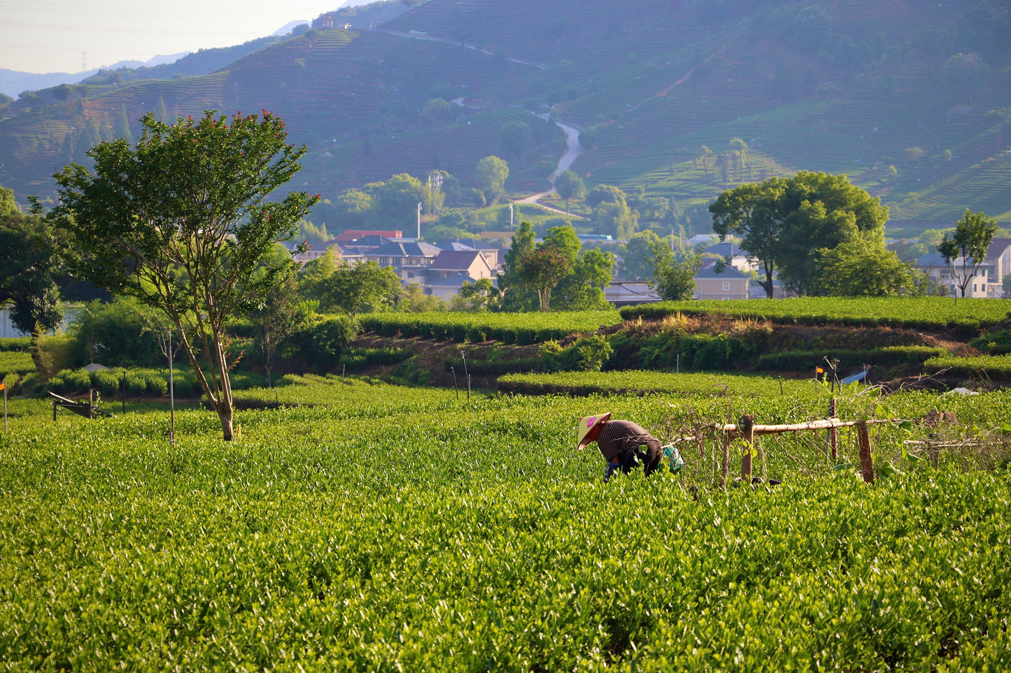 Why Loose Leaf Tea Deserves an Extra 30 Seconds of Your Day